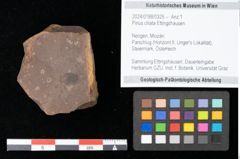 Foto (Objekt + Etikett) von Pinus ciliata Ettingshausen (NHMW-GEO-2024-0188-0325)